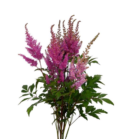 Astilbe gloria purper 60 - ASTGLOPUR