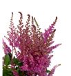 Astilbe gloria purper 60 - ASTGLOPUR1