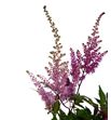 Astilbe gloria purper 60 - ASTGLOPUR2