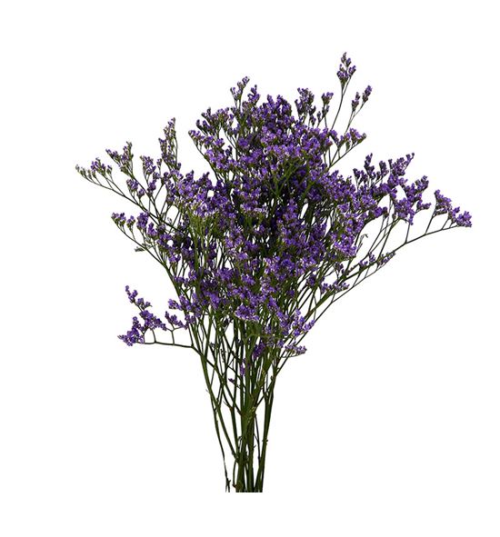 Limonium maine blue 70 - LIMMAIBLU