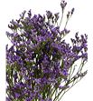 Limonium maine blue 70 - LIMMAIBLU1