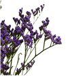 Limonium maine blue 70 - LIMMAIBLU2