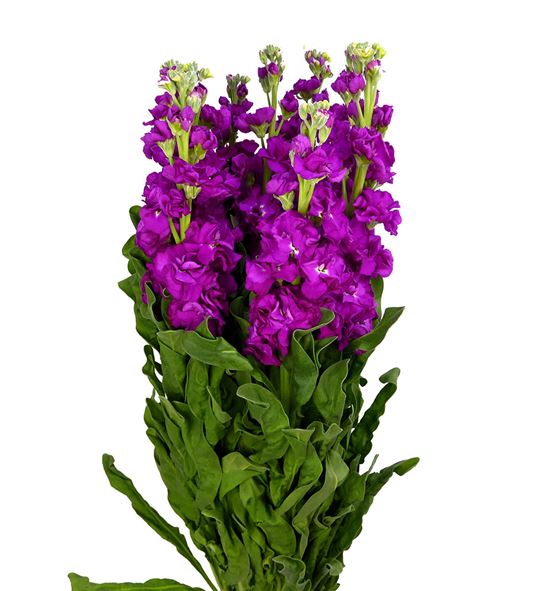 Matthiola phantom red 65 - MATPHARED