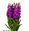 Matthiola phantom red 65 - MATPHARED