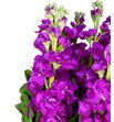 Matthiola phantom red 65 - MATPHARED1