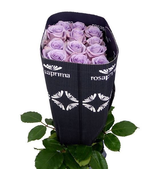 Rosa col ocean song 50 - RCOCESON