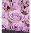 Rosa col ocean song 50 - RCOCESON2