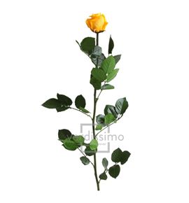Rosa amorosa preservada granel prz/3350 - PRZ3350-03-ROSA-TALLO-STANDARD