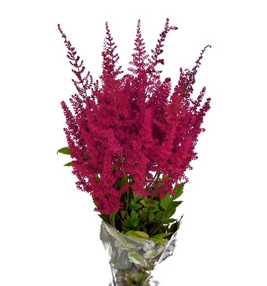 Astilbe paul gaärder 40 - ASTPAUGAA