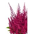 Astilbe paul gaärder 40 - ASTPAUGAA1