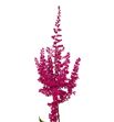 Astilbe paul gaärder 40 - ASTPAUGAA2