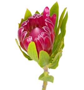 Protea brenda rosa 40 - PROBREROS