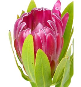 Protea brenda rosa 40 - PROBREROS