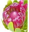Protea brenda rosa 40 - PROBREROS2