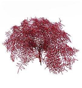 Helecho coral rojo - HELCORROJ