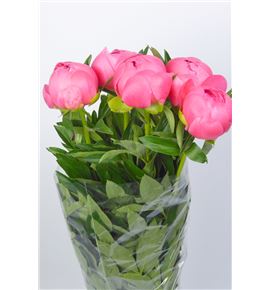 Paeonia pink hawai x5 55 - PAEPINHAW