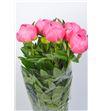 Paeonia pink hawai x5 55 - PAEPINHAW