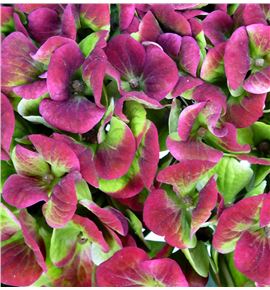 Hydr magical coral classic 60 - HYDMAGCORCLA