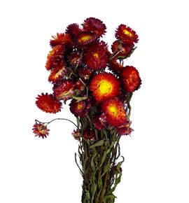 Helichrysum seco rojo - HELSECROJ