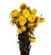 Helichrysum seco amarillo - HELSECAMA