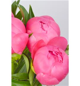 Paeonia pink hawai x5 55 - PAEPINHAW