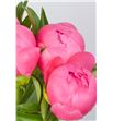 Paeonia pink hawai x5 55 - PAEPINHAW1