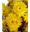 Helichrysum seco amarillo - HELSECAMA1