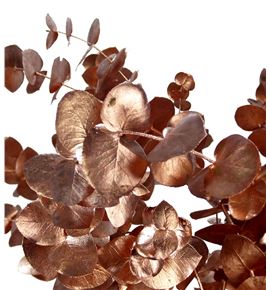 Eucaliptus cinerea cobre - EUCINCOB