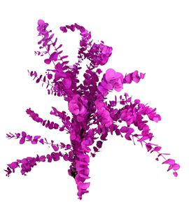 Eucaliptus cinerea fucsia - EUCINFUC