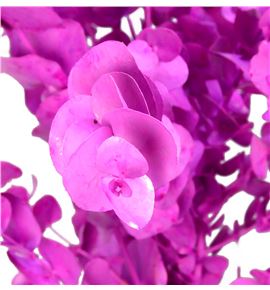 Eucaliptus cinerea fucsia - EUCINFUC