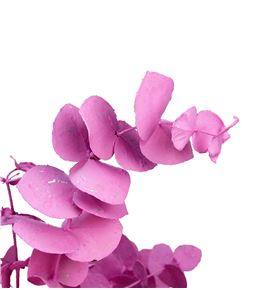 Eucaliptus cinerea rosa - EUCINROS