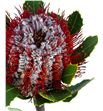 Banksia coccinea 40 - BANCOC2