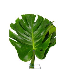 Monstera hol 60cm - MON