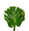 Monstera hol 60cm - MON