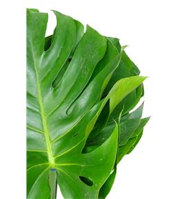 Monstera hol 60cm - MON