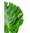 Monstera hol 60cm - MON1