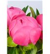 Paeonia pink hawai x5 55 - PAEPINHAW2