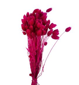 Phalaris cerise - PHACER