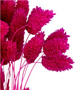 Phalaris cerise - PHACER