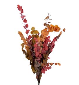 Eucaliptu cinerea otoñal - EUCINPREOTO