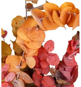 Eucaliptu cinerea otoñal - EUCINPREOTO