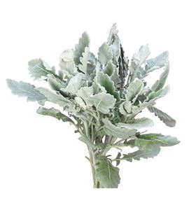 Senecio silver lagoon 60 - SENSILLAG