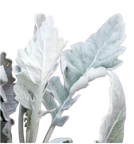 Senecio silver lagoon 60 - SENSILLAG