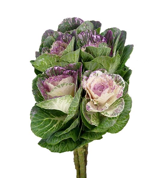 Brassica purpurina fucsia x5 - BRAPURFUC