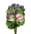 Brassica purpurina fucsia x5 - BRAPURFUC