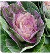 Brassica purpurina fucsia x5 - BRAPURFUC1