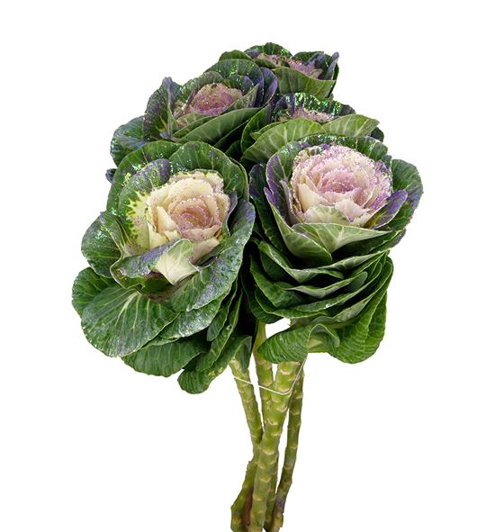 Brassica purpurina lila x5 - BRAPURLIL