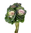 Brassica purpurina lila x5 - BRAPURLIL