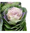 Brassica purpurina lila x5 - BRAPURLIL1