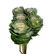 Brassica purpurina plata x5 - BRAPURPLA